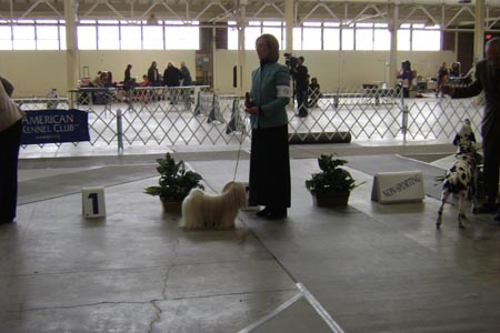 dogshowanddogpicturesjan2008031web.jpg