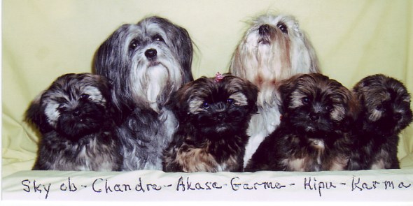 chandras-family chandras-family