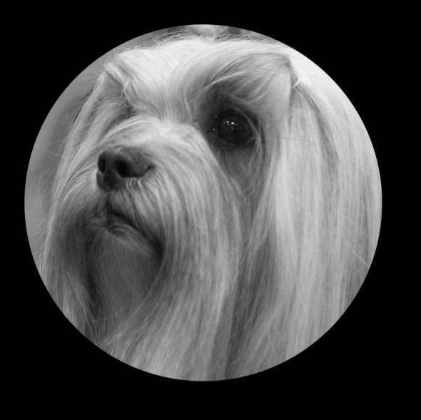 cestlavieheadbwcircle-copy