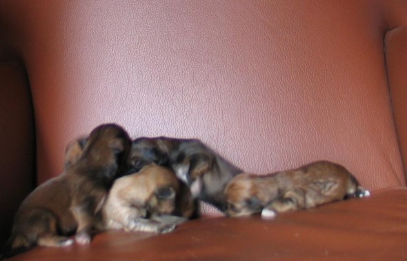 puppiesannaxedmund1182009005