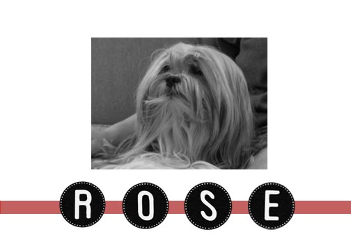 rosewordpress
