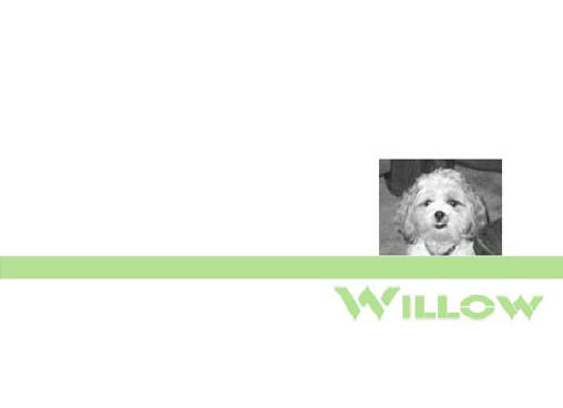 willowwordpress