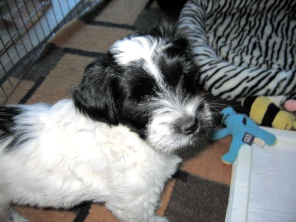 monte12009 monte12009