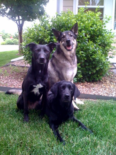 Ana'sDogsGraceArgosMeg