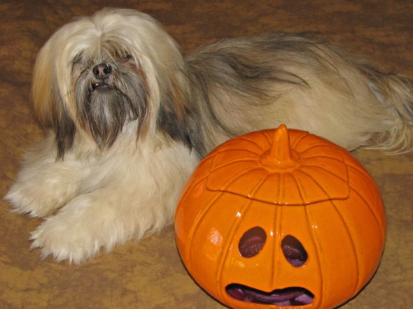 Puppywithpumkin
