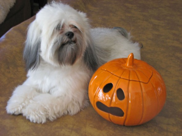 PuppywithPumkin1