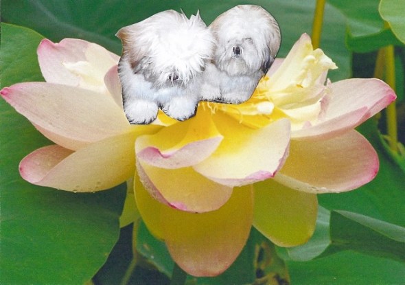 Moon Twins Mandalas.2