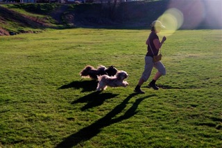 Toshimi running with dogs