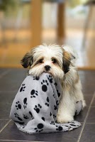 LhasaApso_000009569714Medium