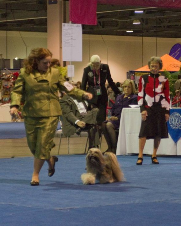Ella Ella at the AKCEukanuba Invitational.2.12.2010