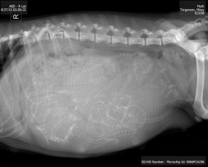 Myth_Torgerson_6146-20150827155926991-original