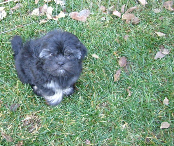 Danba in grass_2010_11