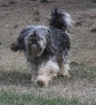 Danba+stride+4_12_15